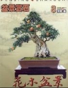 花木盆景(盆景赏石)杂志