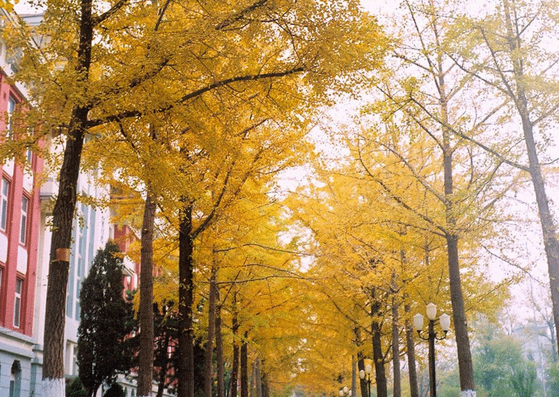 沈阳药科大学